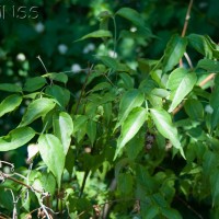 Flowering Nutmeg